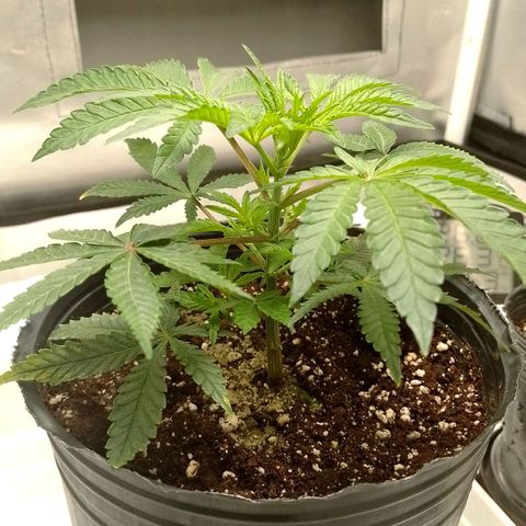 Nirvi growlog timeline photo