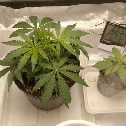 Nirvi growlog timeline photo
