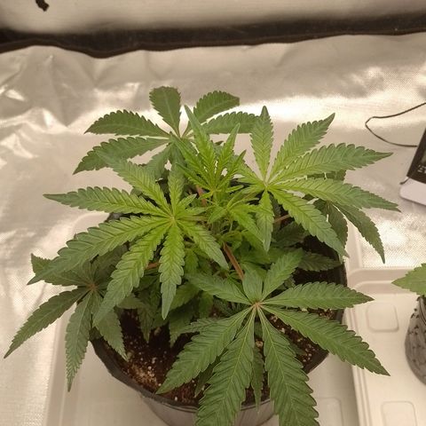 Nirvi growlog timeline photo