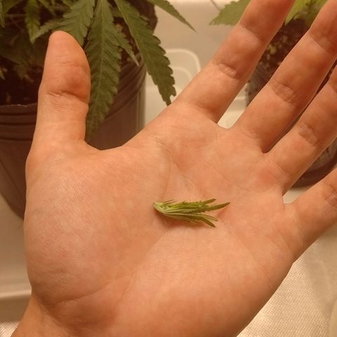 Nirvi growlog timeline photo