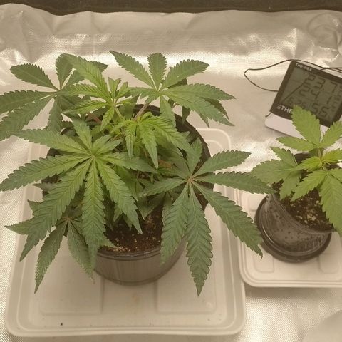 Nirvi growlog timeline photo