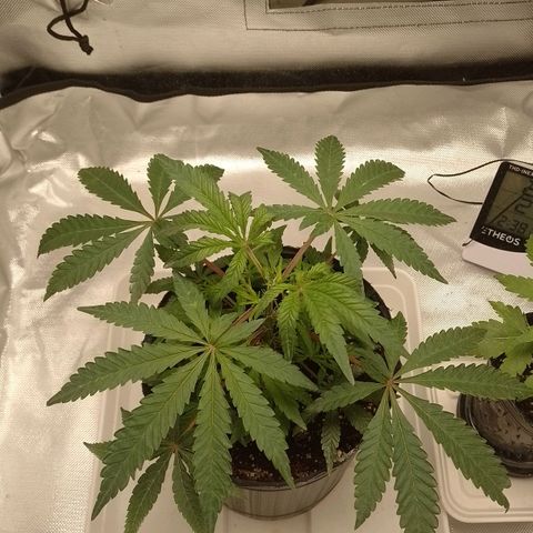 Nirvi growlog timeline photo