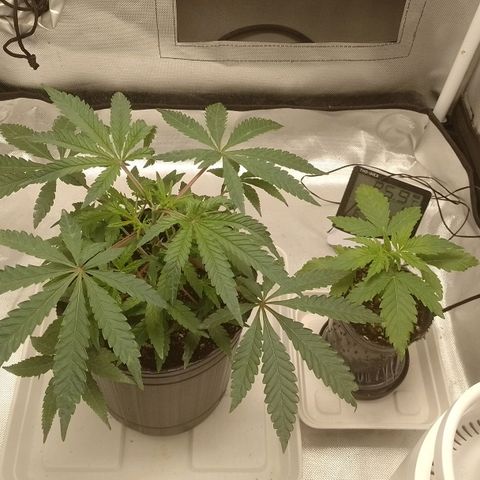 Nirvi growlog timeline photo