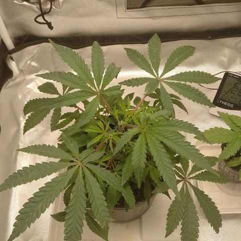 Nirvi growlog timeline photo