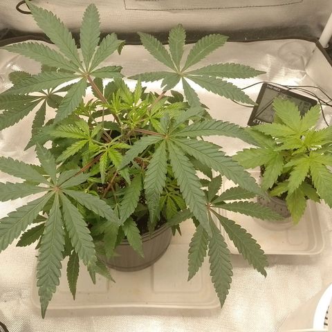 Nirvi growlog timeline photo