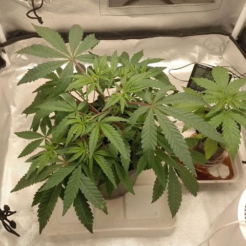 Nirvi growlog timeline photo