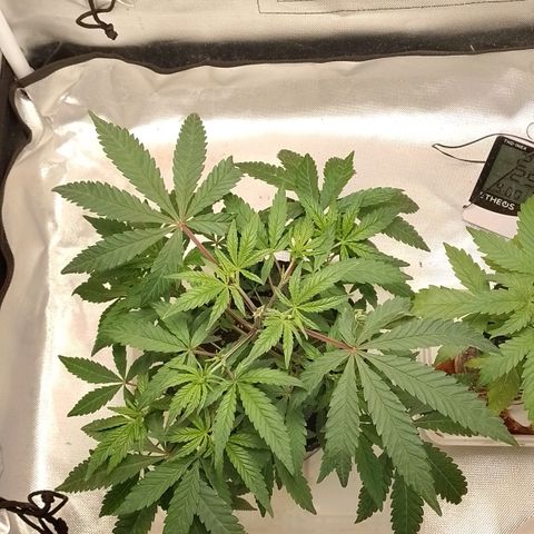 Nirvi growlog photo: Pre defo