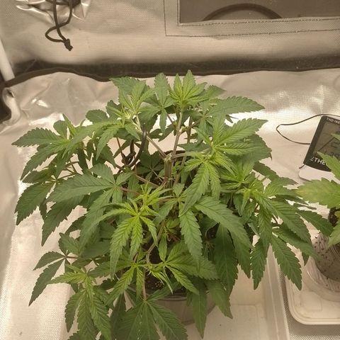 Nirvi growlog timeline photo