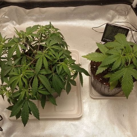 Nirvi growlog timeline photo