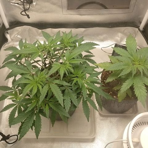 Nirvi growlog timeline photo