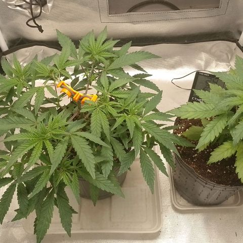 Nirvi growlog timeline photo