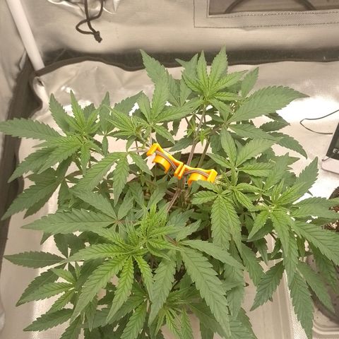 Nirvi growlog timeline photo