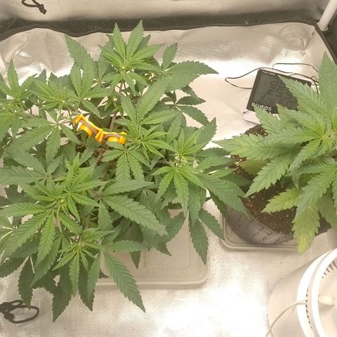 Nirvi growlog timeline photo