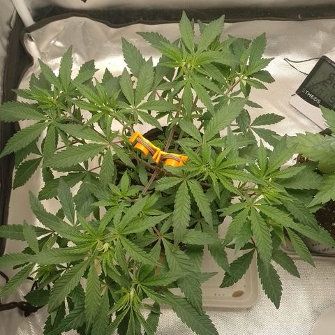 Nirvi growlog timeline photo