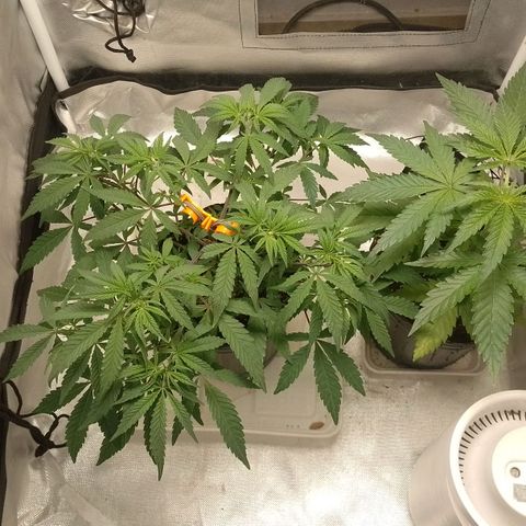 Nirvi growlog timeline photo