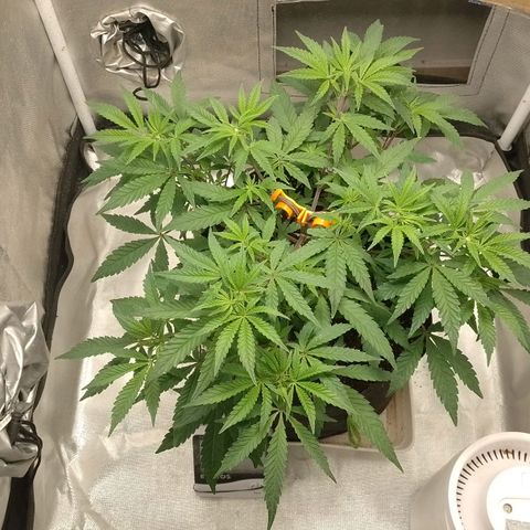 Nirvi growlog timeline photo