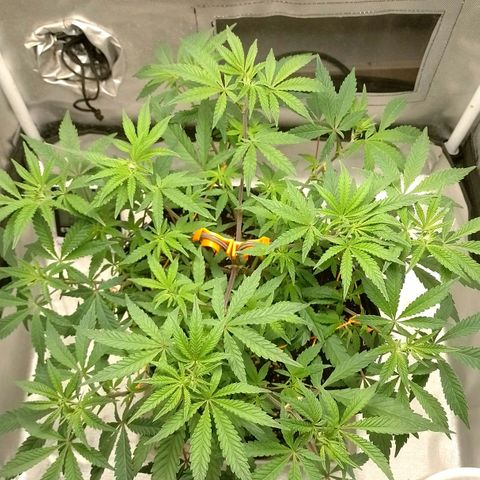 Nirvi growlog timeline photo