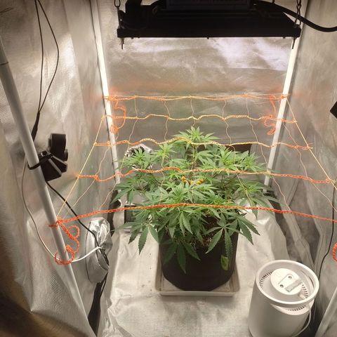 Nirvi growlog timeline photo
