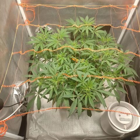 Nirvi growlog timeline photo