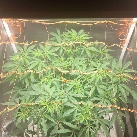 Nirvi growlog timeline photo