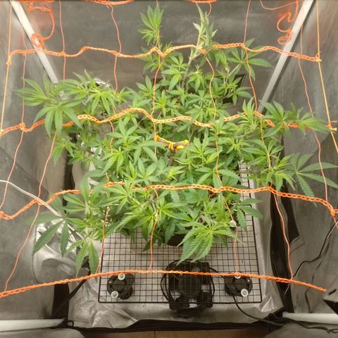 Nirvi growlog timeline photo