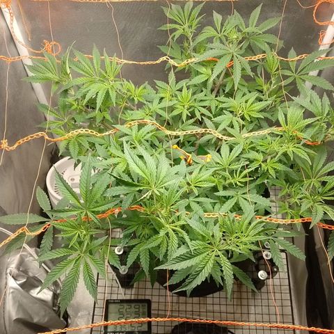 Nirvi growlog timeline photo