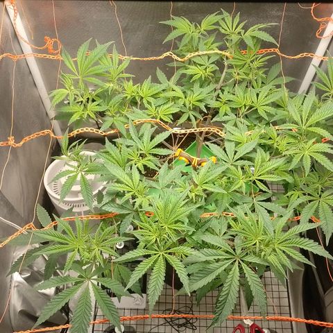 Nirvi growlog timeline photo