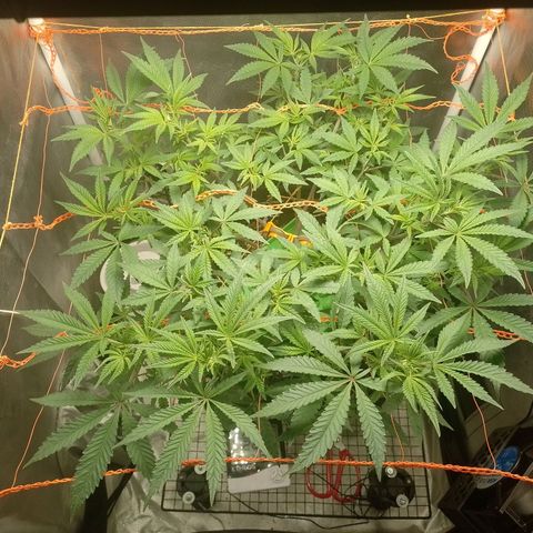 Nirvi growlog timeline photo