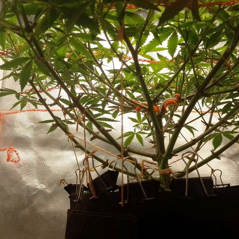 Nirvi growlog timeline photo