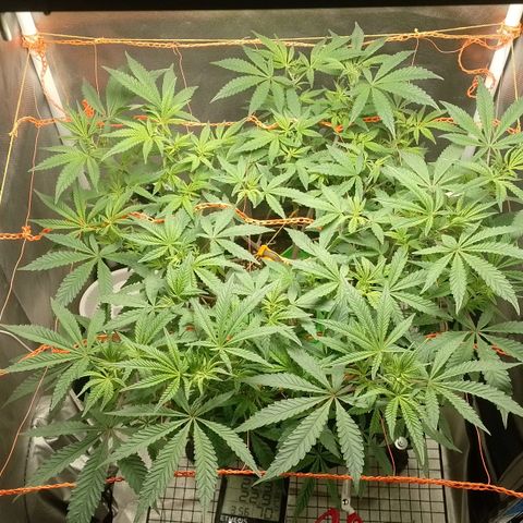 Nirvi growlog timeline photo