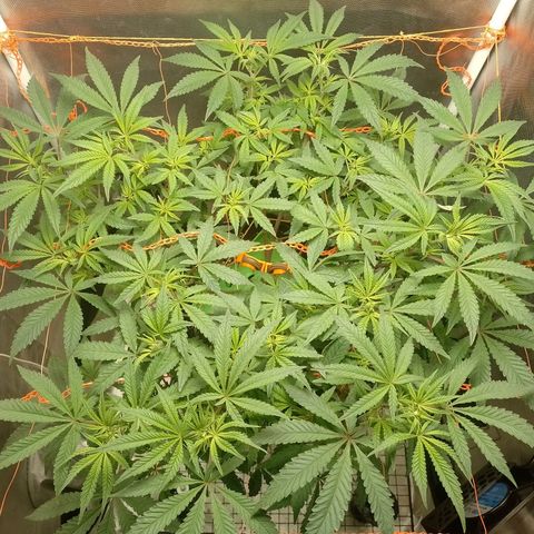 Nirvi growlog timeline photo