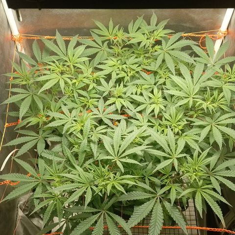 Nirvi growlog timeline photo