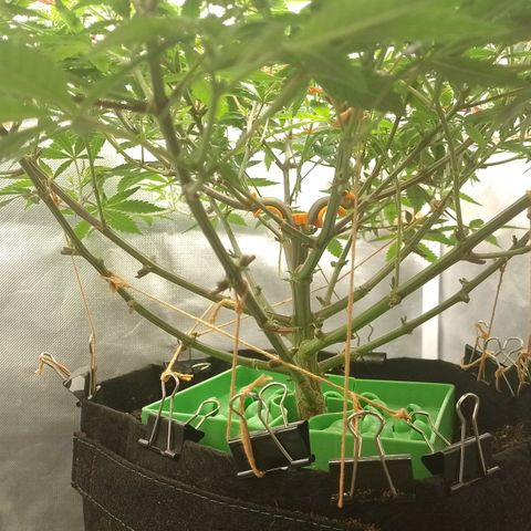 Nirvi growlog timeline photo