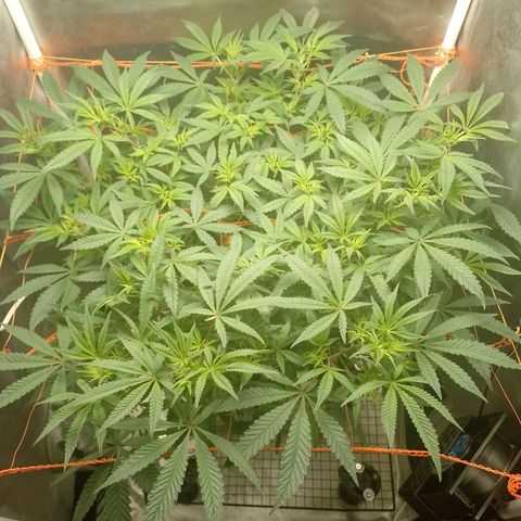 Nirvi growlog timeline photo