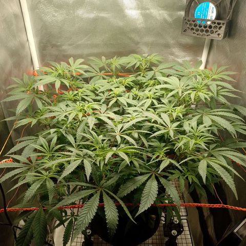 Nirvi growlog timeline photo
