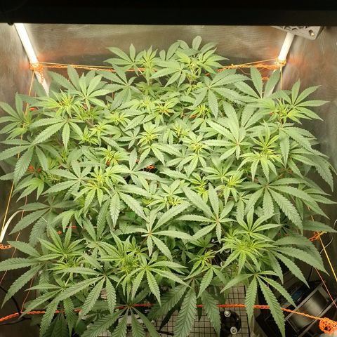 Nirvi growlog timeline photo