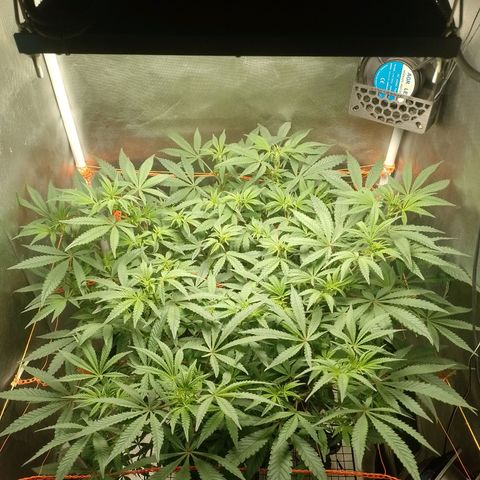 Nirvi growlog timeline photo