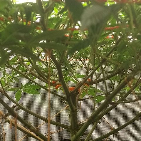 Nirvi growlog timeline photo