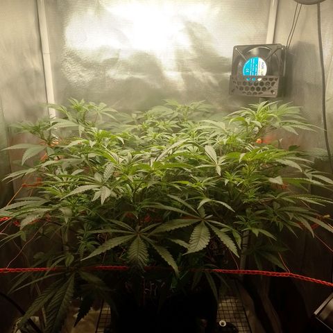Nirvi growlog timeline photo