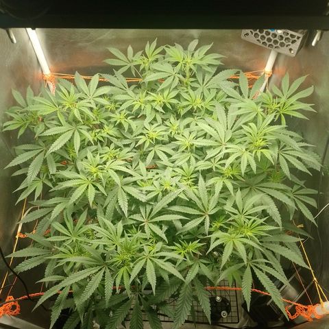 Nirvi growlog timeline photo