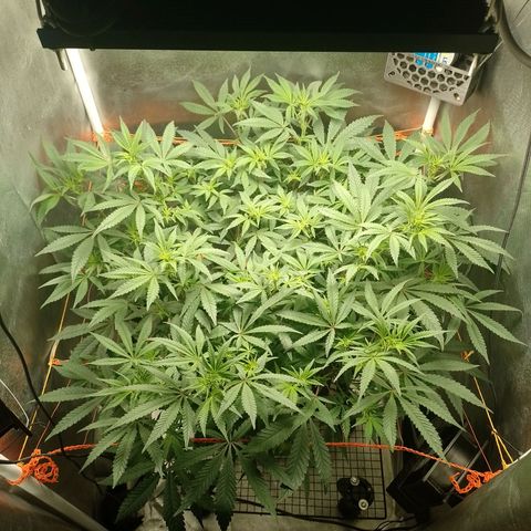 Nirvi growlog timeline photo
