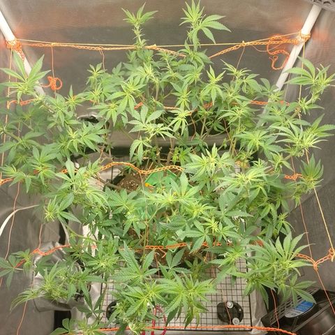 Nirvi growlog timeline photo