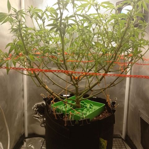 Nirvi growlog timeline photo