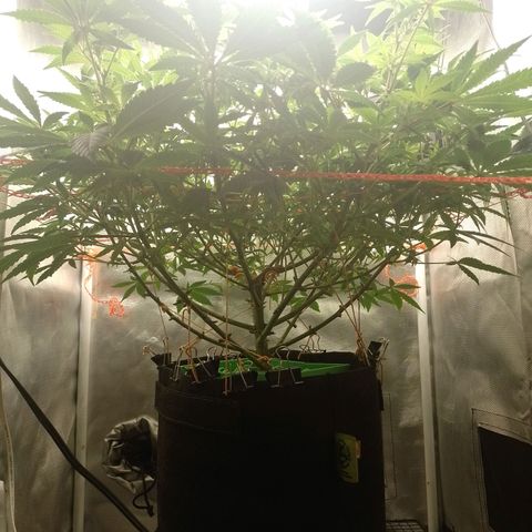 Nirvi growlog timeline photo