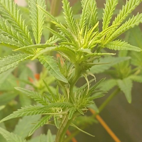 Nirvi growlog timeline photo