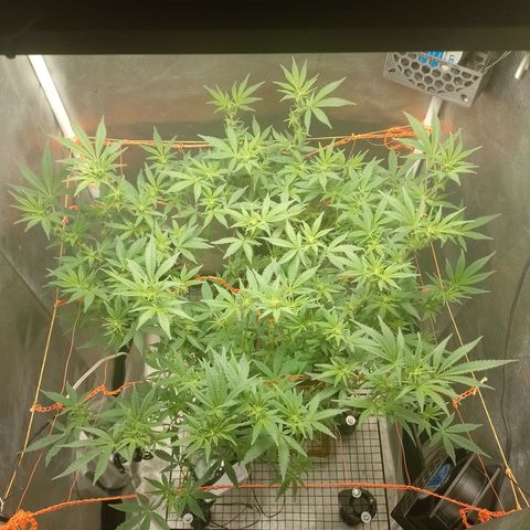 Nirvi growlog timeline photo