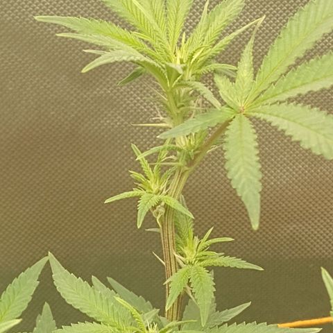 Nirvi growlog timeline photo