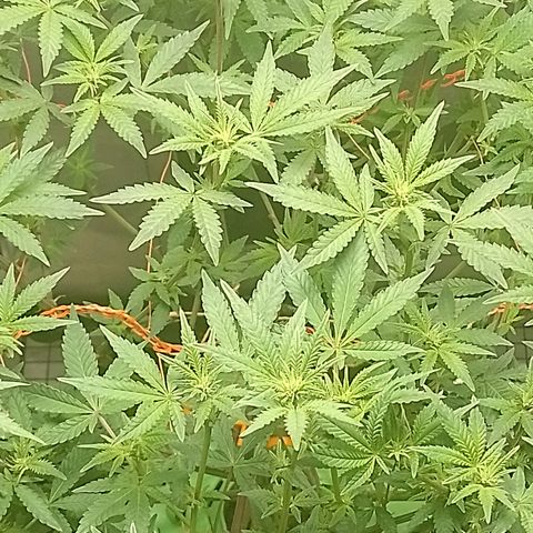 Nirvi growlog timeline photo