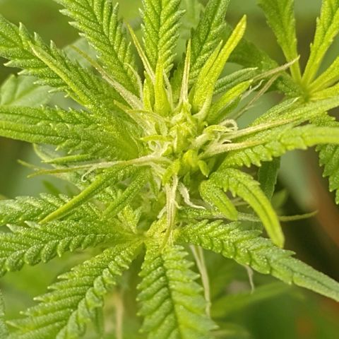 Nirvi growlog timeline photo