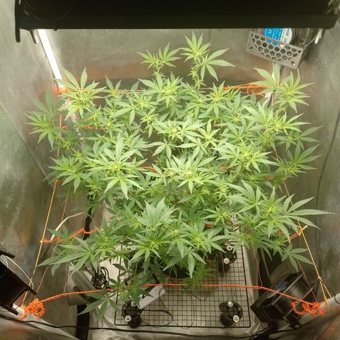 Nirvi growlog timeline photo